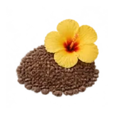 Ambrette