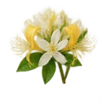 Geißblatt