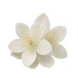 Hedion