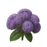 Heliotrop