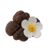 Labdanum