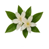 Orangenblüte