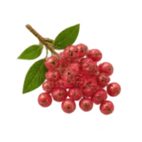 Rosa Pfeffer