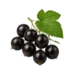 Schwarze Johannisbeere