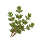 Thymian