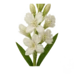 Tuberose