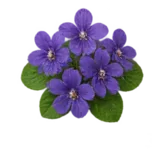 Veilchen