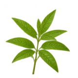 Verbene