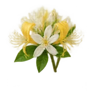 Geißblatt