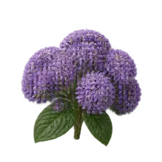 Heliotrop