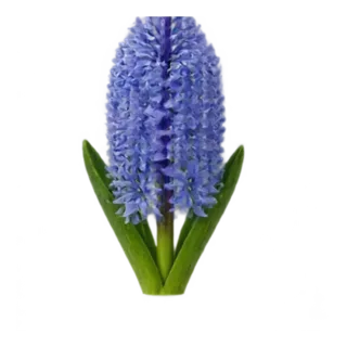 Hyazinthe