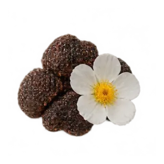 Labdanum