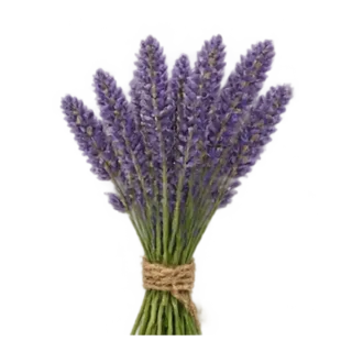 Lavendel
