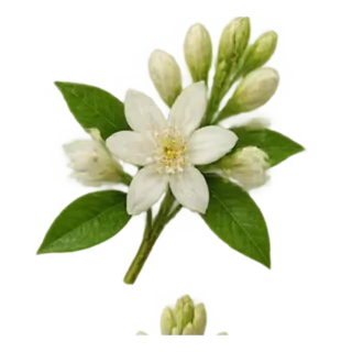 Neroli