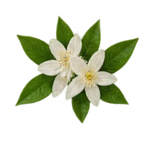 Orangenblüte