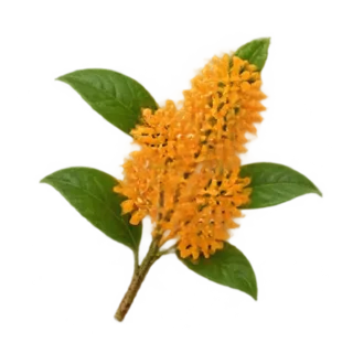Osmanthus