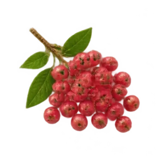 Rosa Pfeffer