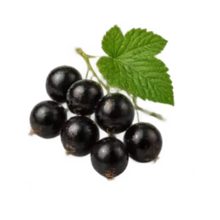 Schwarze Johannisbeere