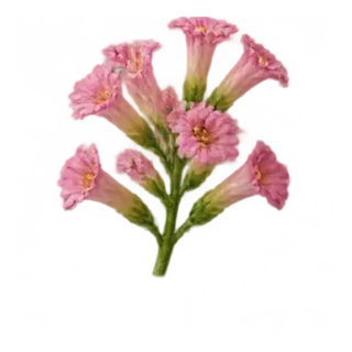 Tabakblüte