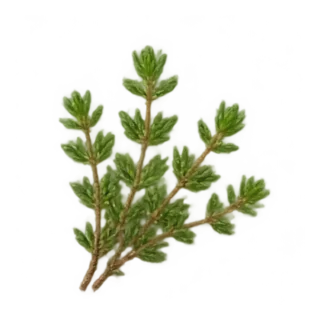 Thymian