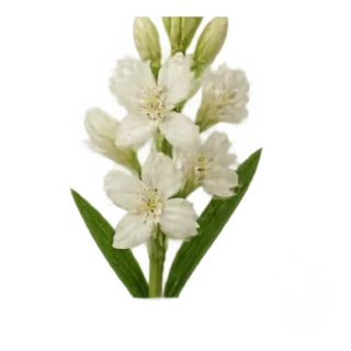 Tuberose