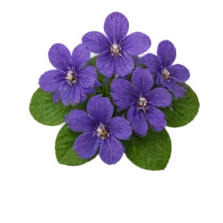 Veilchen