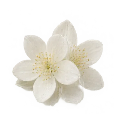 Hedion