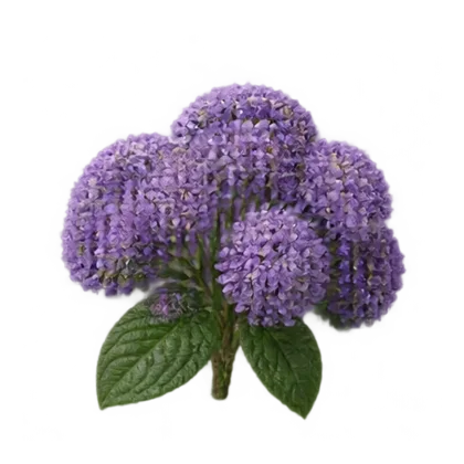 Heliotrop