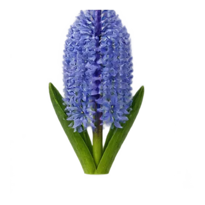 Hyazinthe