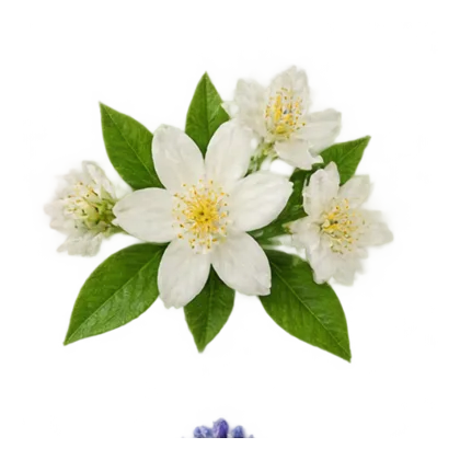 Jasmin