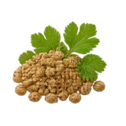 Koriander