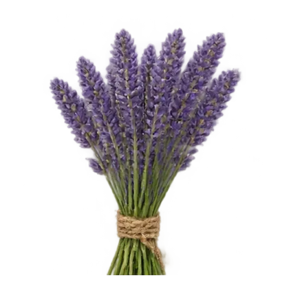 Lavendel