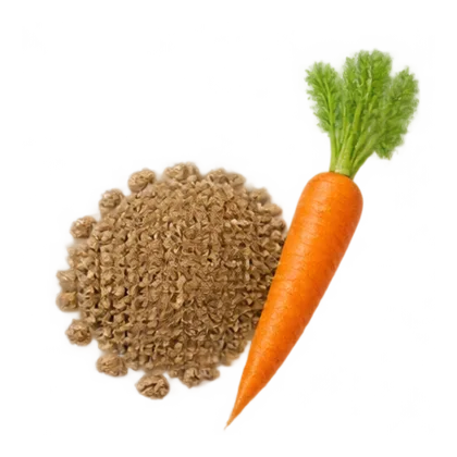 Möhrensamen