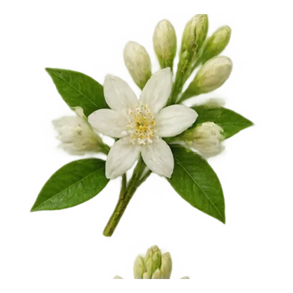Neroli