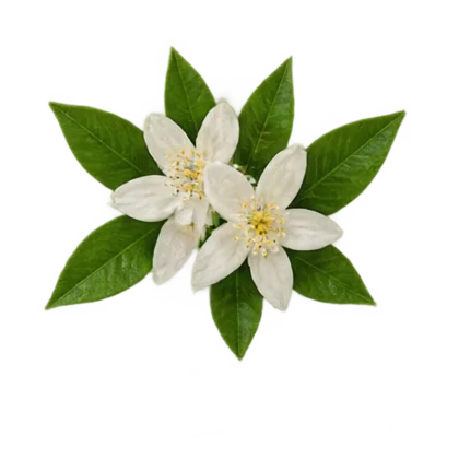 Orangenblüte