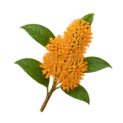 Osmanthus