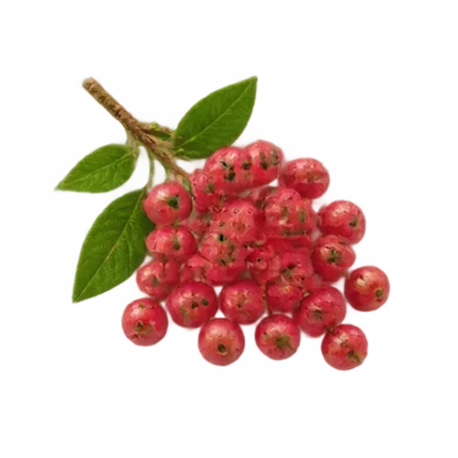 Rosa Pfeffer