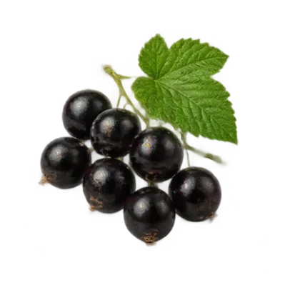 Schwarze Johannisbeere