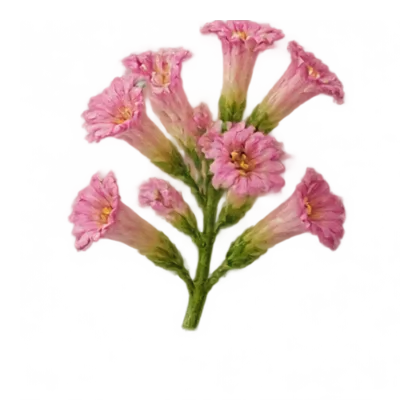 Tabakblüte