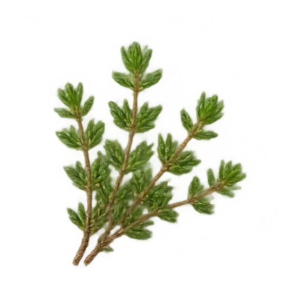Thymian