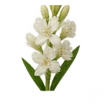 Tuberose