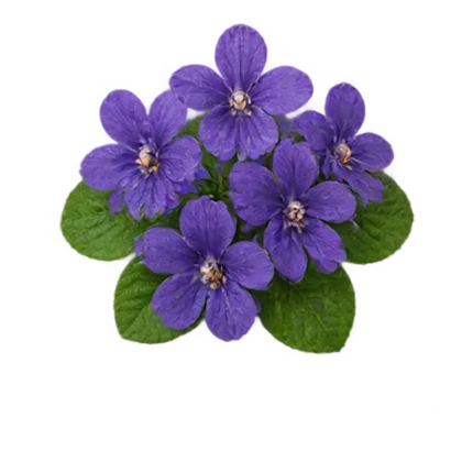 Veilchen