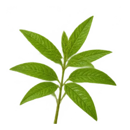 Verbene
